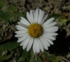 Bellis perennis ? 1/2