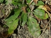 Bellis perennis ? 2/2