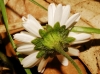 Bellis perennis L.