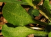 Bellis perennis L.