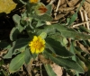 Calendula arvensis