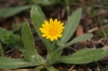 Calendula arvensis L.