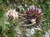 Carduus nutans L.