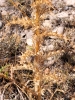 Carlina corymbosa L.