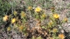 Carlina corymbosa L. subsp. hispanica (Lam.) O.Bols & Vigo