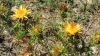 Carlina corymbosa L. subsp. hispanica (Lam.) O.Bols & Vigo