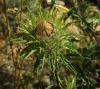 Carlina vulgaris L. subsp. spinosa (Velen.) Vandas