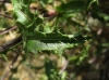 Carlina vulgaris L. subsp. spinosa (Velen.) Vandas