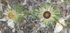 Carlina vulgaris L.