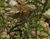 Carlina vulgaris L.