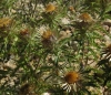 Carlina vulgaris L.