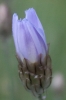 Catananche caerulea L.