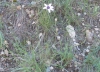 Catananche caerulea L.