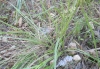 Catananche caerulea L.