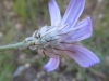 Catananche caerulea L.