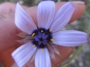 Catananche caerulea L.