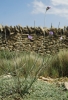 Catananche caerulea L.