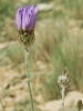 Catananche caerulea L.