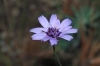 Catananche caerulea L.