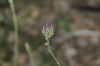 Catananche caerulea L.