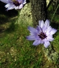 Catananche caerulea L.