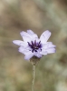 Catananche caerulea L.