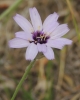 Catananche caerulea L.