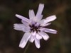 Catananche caerulea L.