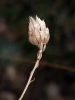 Catananche caerulea L.