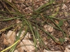 Catananche caerulea L.