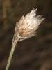 Catananche caerulea L.