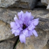 Catananche caerulea L.