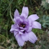 Catananche caerulea L.