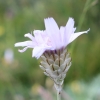 Catananche caerulea L.