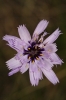 Catananche caerulea L.