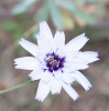 Catananche caerulea L.