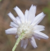 Catananche caerulea L.