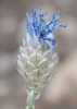 Catananche caerulea L.