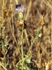 Centaurea aspera L. subsp. aspera