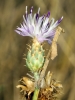 Centaurea aspera L. subsp. aspera