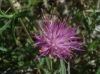 Centaurea bofilliana ? 2d4