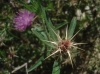 Centaurea bofilliana ? 3d4