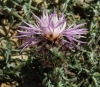 Centaurea boissieri ? 2/2