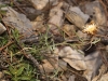 Centaurea boissieri subsp. pinae ? 2/4