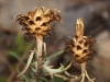 Centaurea boissieri subsp. pinae ? 3/4