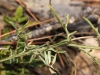 Centaurea boissieri subsp. pinae ? 4/4