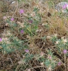 Centaurea calcitrapa L.