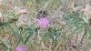 Centaurea calcitrapa L.