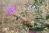 Centaurea calcitrapa L.