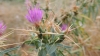 Centaurea calcitrapa L.